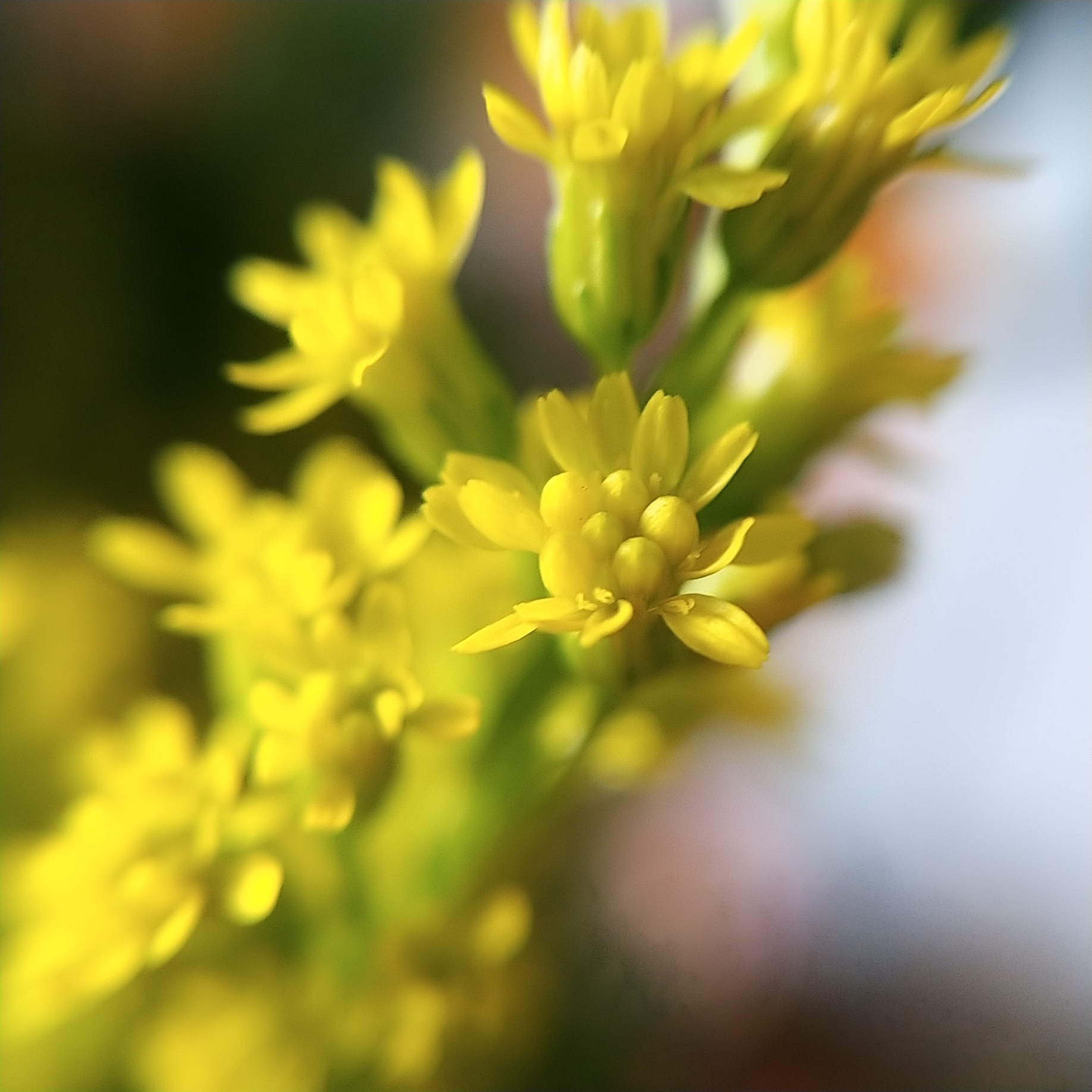 ソリダコ 正月の玄関の花 Beads Life